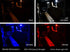 16_jeep_jk_dome_collage_all.jpg