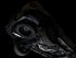 AWE Tuning 2024+ Toyota Land Cruiser / 2025+ Toyota 4Runner 0FG Cat-Back Exhaust w/ BashGuard
